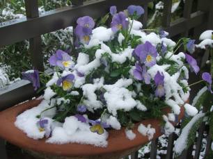 11036449_1797829943774978_7322750121055786690_n